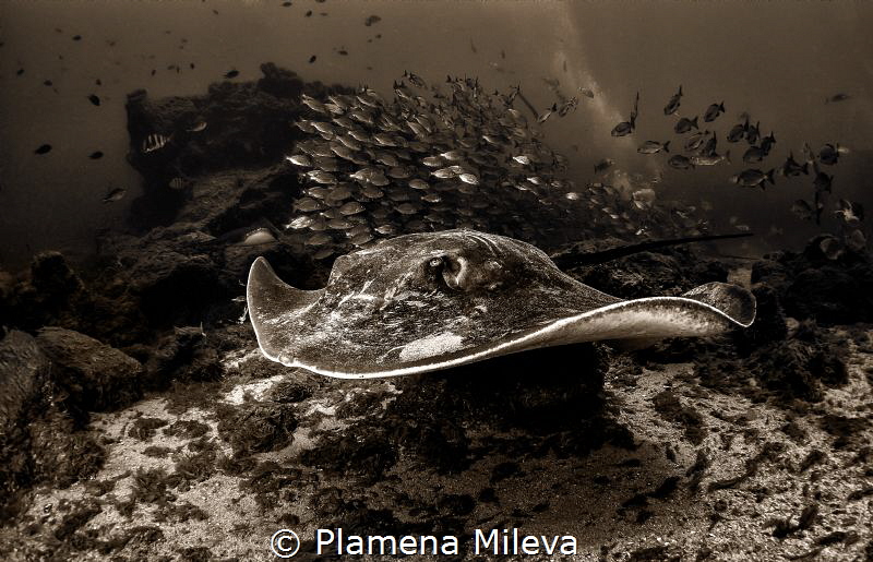 Stingray attack by Plamena Mileva 