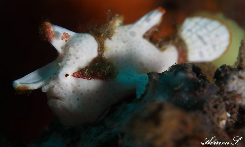 I am watching you by Adriana Simeonova 