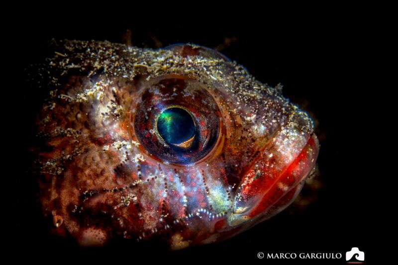 Red mouth goby by Marco Gargiulo 