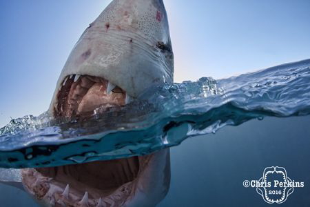 Curiosity

This young white shark was incredibly curiou... by Chris Perkins 