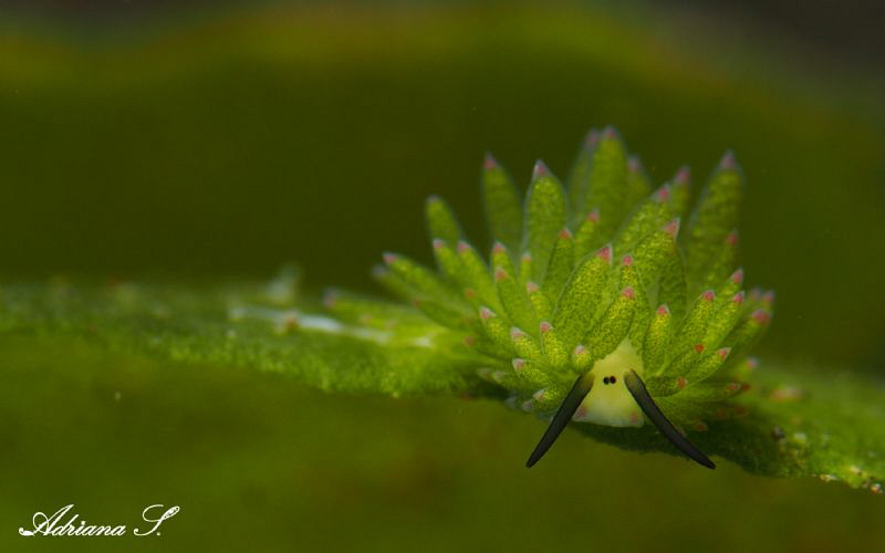 Green Beautie by Adriana Simeonova 