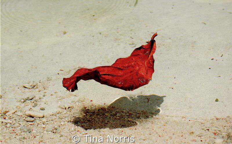 Floating Leaf - Cemetery Beach by Tina Norris 