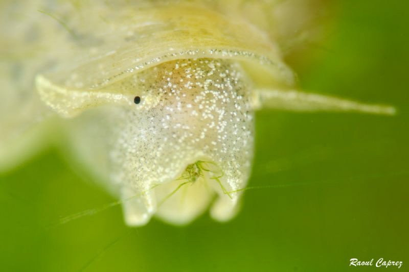 Lunch time (tiny snail 1cm) - 105mm +10 diopter by Raoul Caprez 