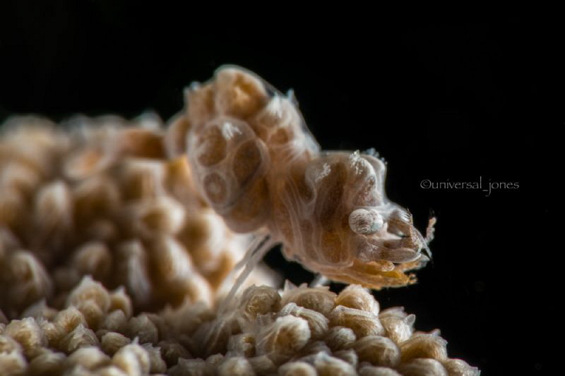 Kyphosis
"Hunchback Shrimp" by Wayne Jones 