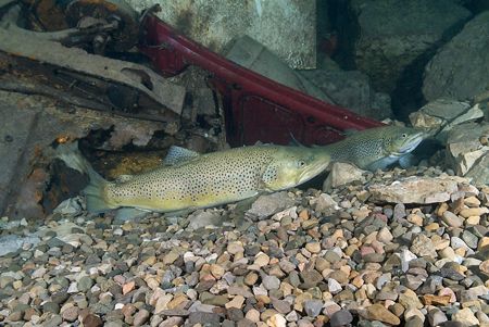 Trout spawning, Capernwray. 16mm. by Derek Haslam 