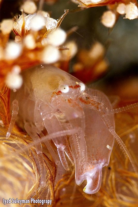 Shrimp by Iyad Suleyman 