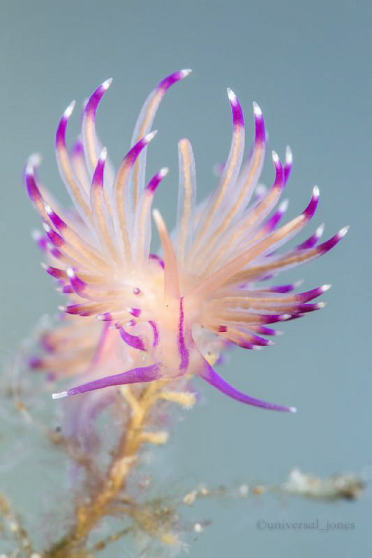 Flabellina angelvaldesi by Wayne Jones 
