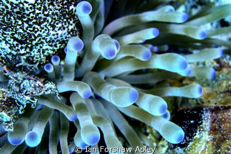 anemonie by Ian Forshaw Apley 
