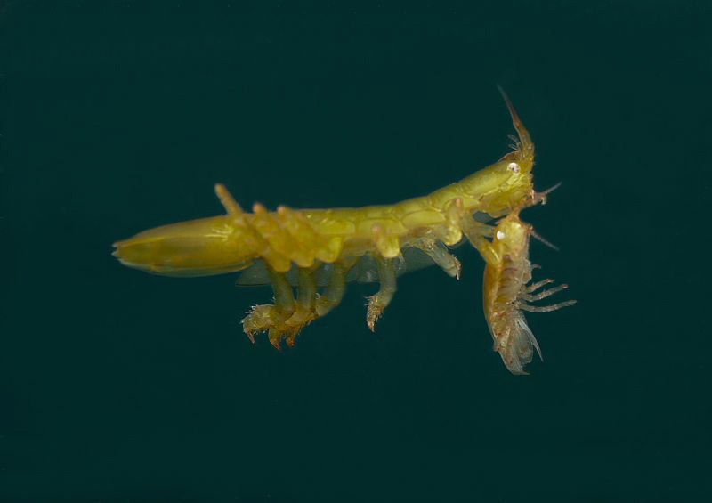 Amphipods by Mark Thomas 