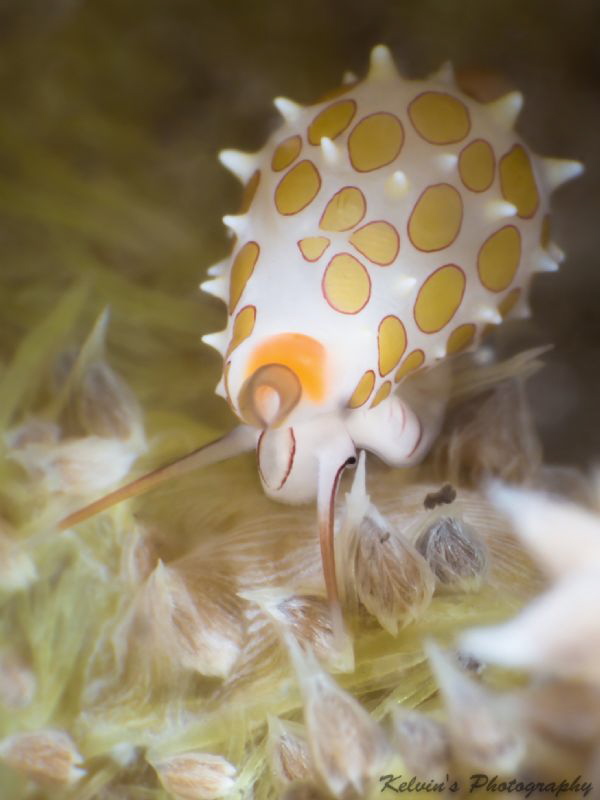 Cowrie (Yellow) by Kelvin H.y. Tan 