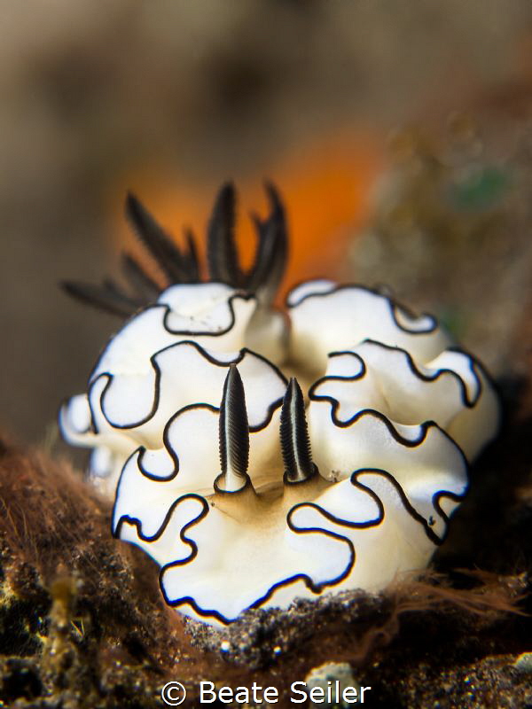 Nice nudi by Beate Seiler 