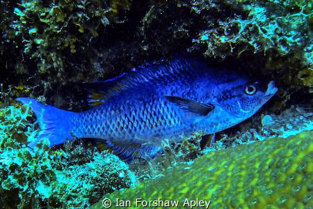 static fish by Ian Forshaw Apley 