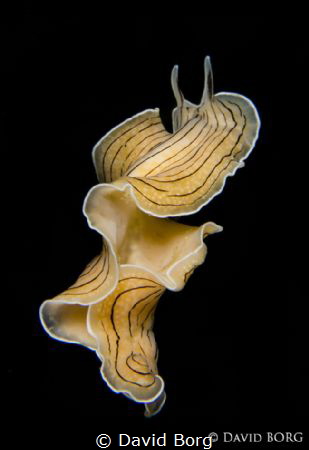 David Borg - Prostheceraeus vittatus by David Borg 