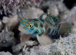 Picture Dragonet. D70,105mm.
Kapalai,Sabah. by Frankie Tsen 