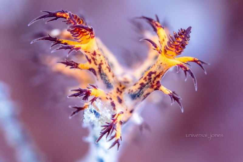 Dendronotus regius by Wayne Jones 