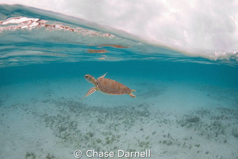 "Turtle Youth"
A very small Green Sea Turtle swimming an... by Chase Darnell 