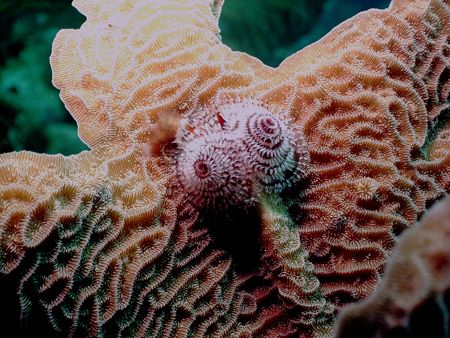 In Roatan there are lots of Christmas Tree Worms on just ... by Steven Anderson 