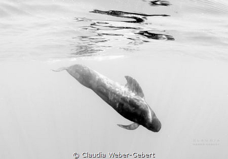 pilot whale - Teneriffe Island, in b/w
with special perm... by Claudia Weber-Gebert 