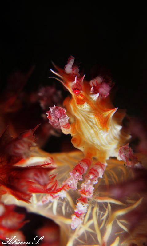 Candy Crab by Adriana Simeonova 