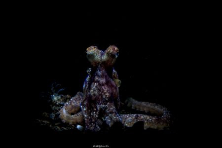 Your screen is ok !
Location :Tulamben Indonesias
Canon... by Yung Sen Wu 