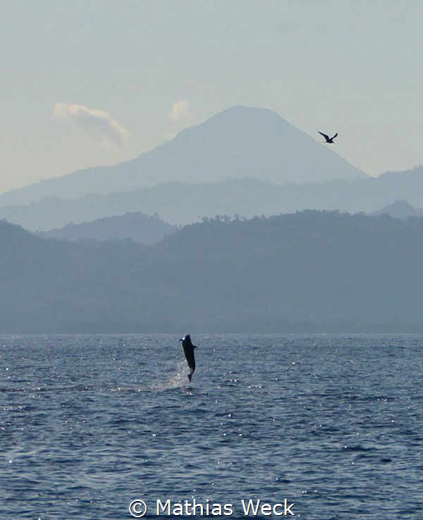 Dolphin jumping with bird near Bunaken Island by Mathias Weck 