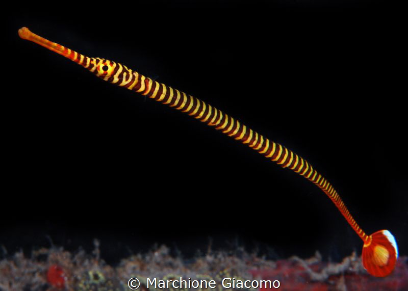 Banded pipefish. Nikon D800E , 105 macro 
Lembeh by Marchione Giacomo 