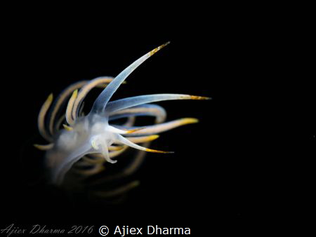 Glow with the flow 

Taken using Canon S120 with  inon ... by Ajiex Dharma 