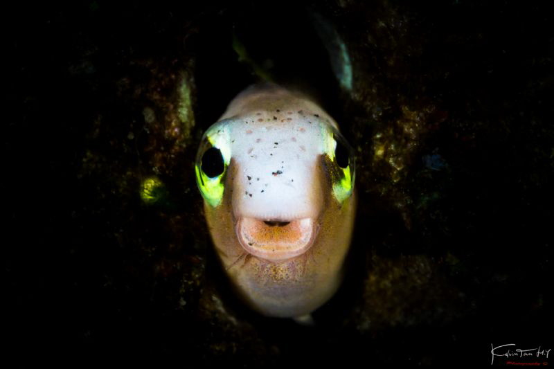 Smile, little blenny :) by Kelvin H.y. Tan 