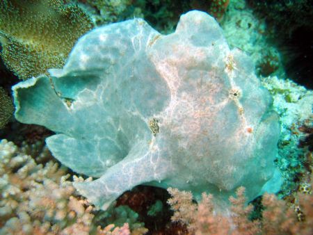 Frogfish taken at Mabul Island, East Malaysia; fascinatin... by Dennis Siau 