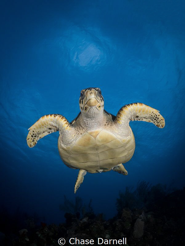 "Turtle Gaze"
Sometimes you can see an animals curiosity... by Chase Darnell 