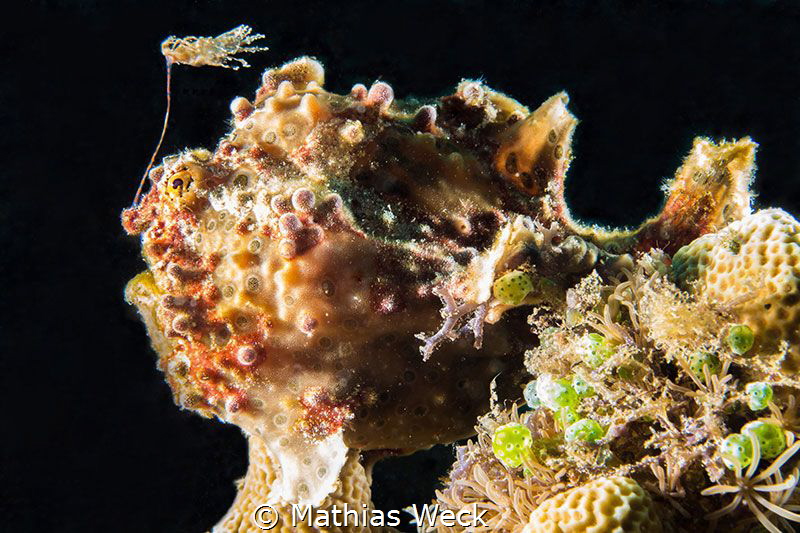 Angler Fish at Bunaken Island by Mathias Weck 
