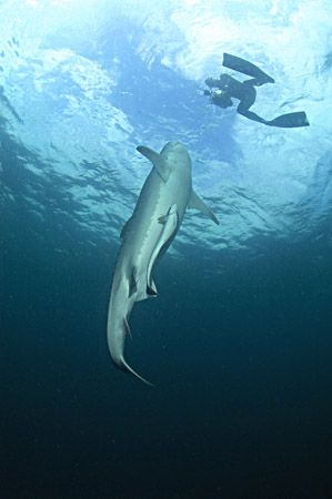 Tiger shark approaching cameraman. oops. by Fiona Ayerst 