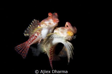 Mating dragonet by Ajiex Dharma 