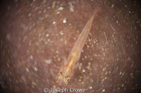 Goby shot with RRM, untouched by Joseph Crowe 