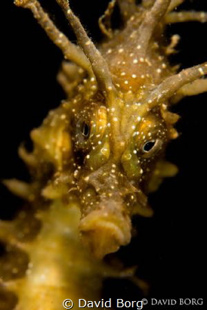 David Borg - Hippocampus guttulatus by David Borg 