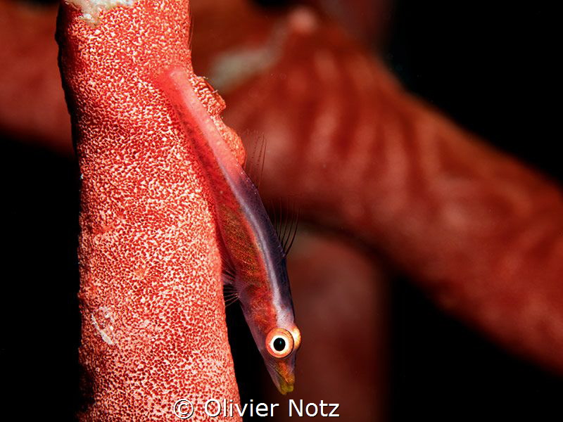 Pleurosicya micheli / Michel's ghost goby by Olivier Notz 