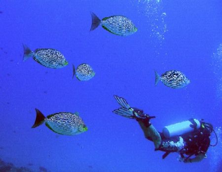 Diver and rabbitfish by Gordana Zdjelar 