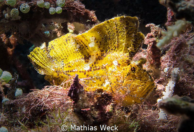 Leaf Fish at Bunaken Island by Mathias Weck 
