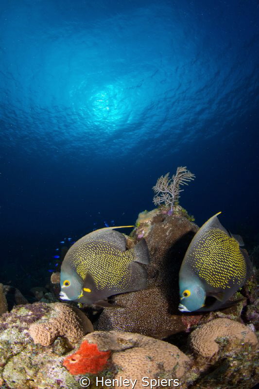Faithful French Angelfish by Henley Spiers 