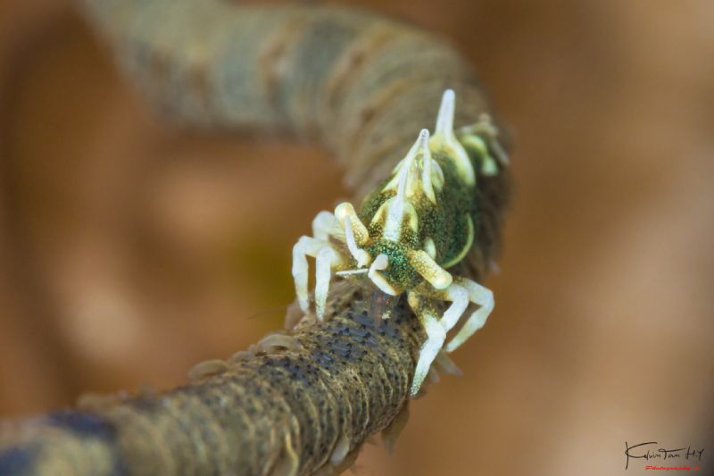 Dragon shrimp  (Miropandalus hardingi) by Kelvin H.y. Tan 