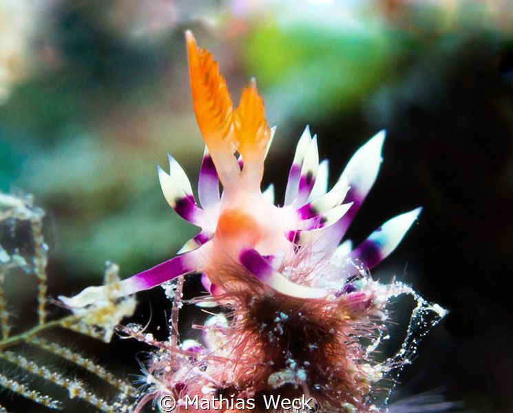 Nudibranch near Bunaken Island by Mathias Weck 