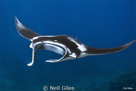 Manta ray, sighted off Bali in November 2016 by Neil Giles 