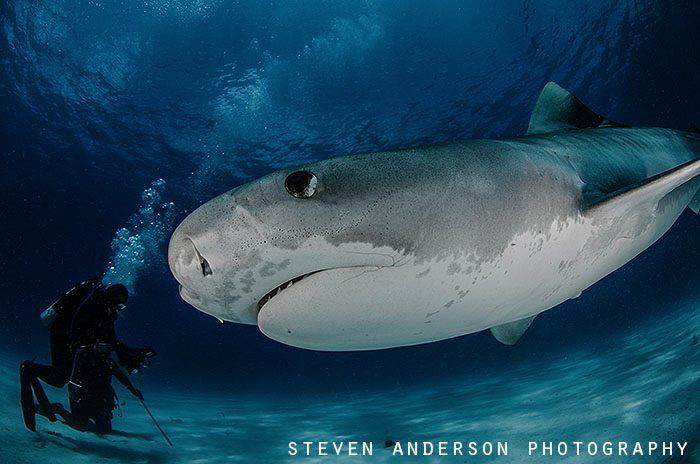 The healthy reefs of the Bahamas encourage the health of ... by Steven Anderson 
