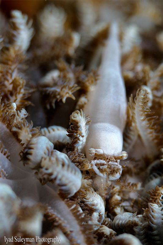 Xenia Shrimp by Iyad Suleyman 