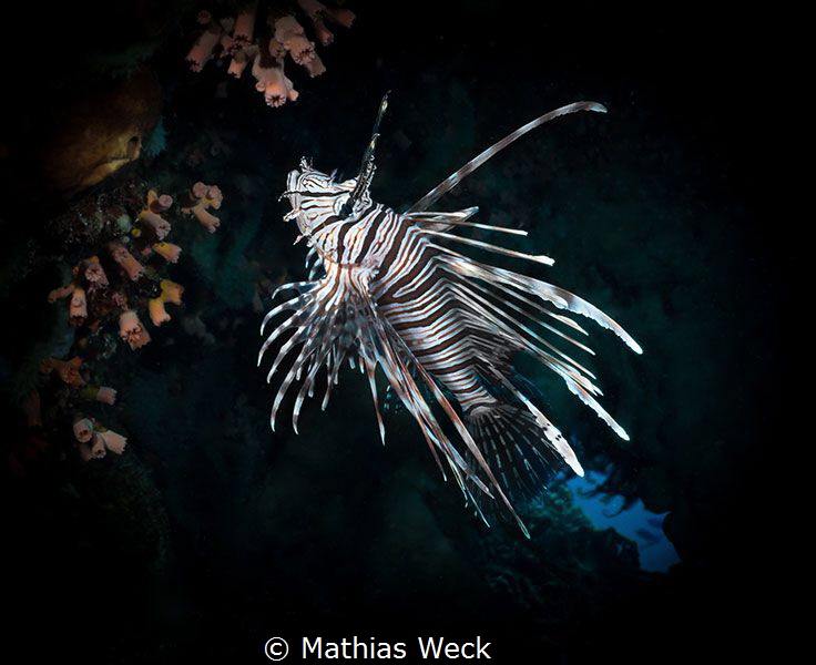 Lion Fish near Bunaken Island by Mathias Weck 
