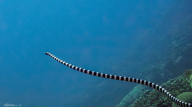 Sea Serpent - we had a very close encounter with this ban... by Robin Bateman 