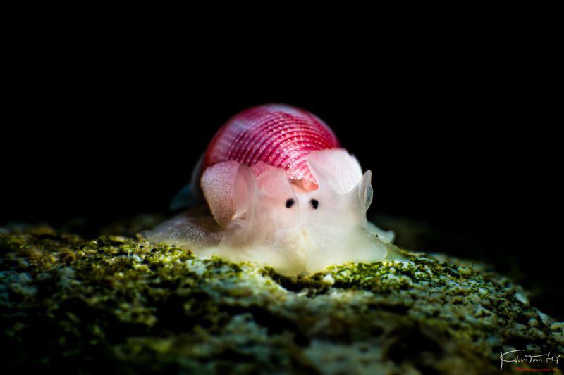 Bullina sp. (Bubble shell) by Kelvin H.y. Tan 