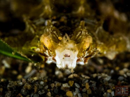 face to face
it took me a lot of patience until this lit... by Philippe Eggert 