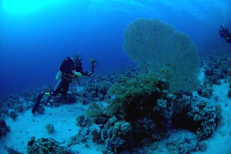 Divers and fancoral 10.5mm nikkor natural light by Chris Kennedy 