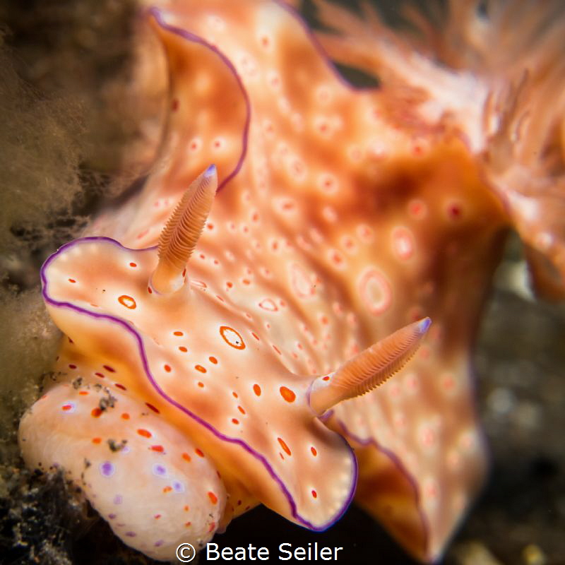 Ceratosoma by Beate Seiler 